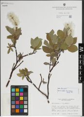 Foto von Salix lanata L.